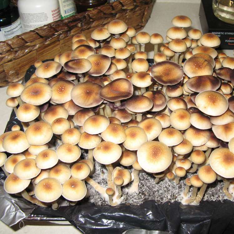 Empreintes de champignons psilocybines en France Amazonian
