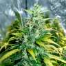 Acheter des graines de cannabis Super Skunk Acheter des graines de cannabis Super Skunk