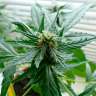 Acheter des graines de marijuana Super Skunk Acheter des graines de marijuana Super Skunk