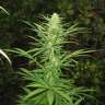 Commander des graines de chanvre féminisées à autofloraison Maria
