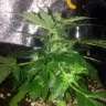 Acheter des graines de marijuana Lowryder2 Acheter des graines de marijuana Lowryder2