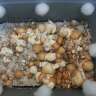 Commander en ligne des empreintes de champignons psilocybines en France Ecuador