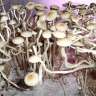 Empreintes de champignons psilocybines en France Panaeolus Cambodginiensis