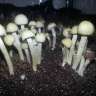 Acheter pas cher des empreintes de champignons psilocybines Panaeolus Cambodginiensis