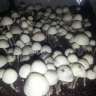 des empreintes de champignons psilocybines pas cher Panaeolus Cambodginiensis