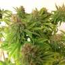 Acheter en ligne des graines de chanvre féminisées à autofloraison Mass