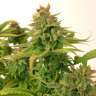 Commander des graines de chanvre féminisées à autofloraison Mass