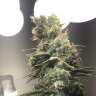 Acheter des graines de cannabis Diesel Ryder Acheter des graines de cannabis Diesel Ryder