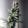 Acheter des graines de marijuana Diesel Ryder Acheter des graines de marijuana Diesel Ryder