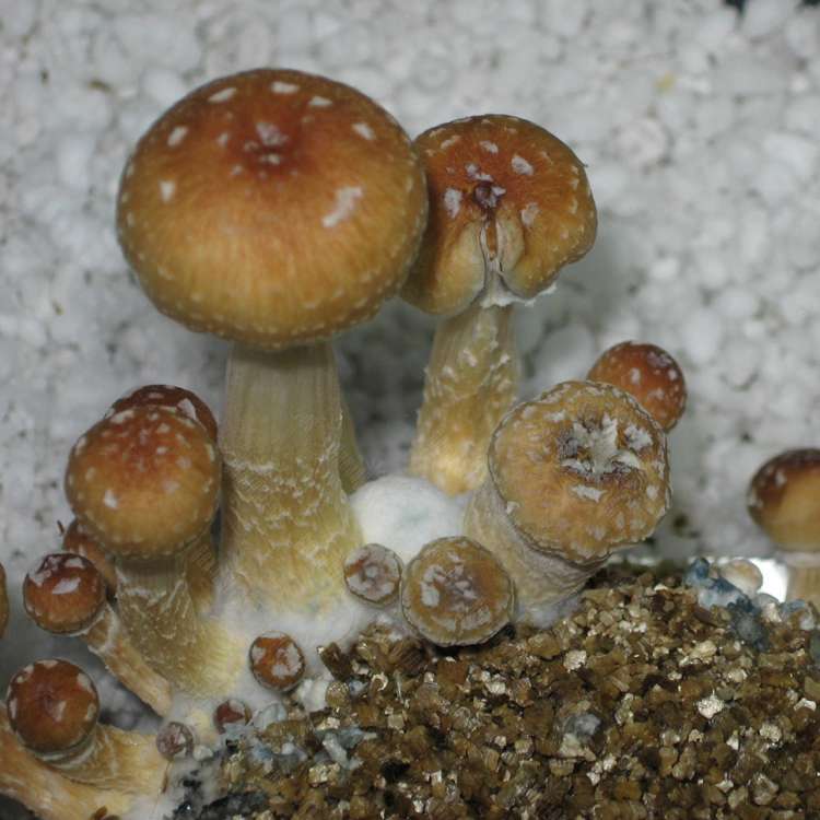 Acheter des empreintes de champignons psilocybines en France Tasmanian