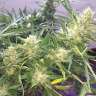 Acheter des graines de cannabis Auto Cheese feminised Acheter des graines de cannabis Auto Cheese feminised