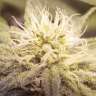 Acheter des graines de chanvre féminisées à autofloraison Lemon