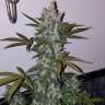 Acheter des graines de cannabis Fast Bud Acheter des graines de cannabis Fast Bud