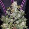 Commander des graines de cannabis Fast Bud Commander des graines de cannabis Fast Bud
