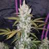 Commander en ligne des graines de cannabis Fast Bud Commander en ligne des graines de cannabis Fast Bud