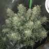 Acheter des graines de chanvre féminisées à autofloraison Bomb
