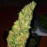 Acheter des graines de cannabis Big Bud