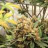 Commander en ligne des graines de cannabis Big Bud