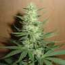 Commander avec livraison des graines de cannabis Big Bud
