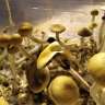 Acheter pas cher des empreintes de champignons psilocybines McKennaii