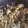 spores des empreintes de champignons psilocybines McKennaii