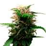 Commander en ligne des graines de cannabis Lowryder