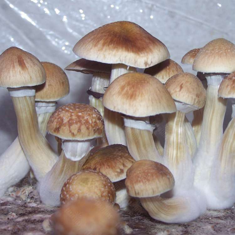 Acheter des empreintes de champignons psilocybines en France B+