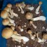 spores de champignons psilocybines B+ spores de champignons psilocybines B+