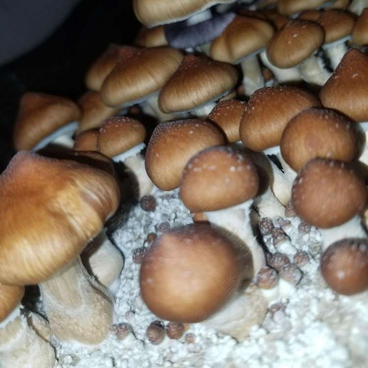Acheter des empreintes de champignons psilocybines Brasil