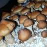 Acheter des empreintes de champignons psilocybines Brasil Acheter des empreintes de champignons psilocybines Brasil