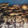 Commander des empreinte de champignons psilocybines Brasil Commander des empreinte de champignons psilocybines Brasil