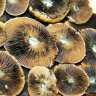 des empreintes de champignons psilocybines pas cher Brasil des empreintes de champignons psilocybines pas cher Brasil