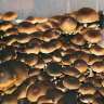 spores de champignons psilocybines Brasil spores de champignons psilocybines Brasil