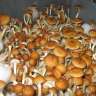 empreintes de champignons psilocybines Golden Teacher empreintes de champignons psilocybines Golden Teacher
