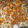 Empreintes de champignons psilocybines en France Golden Teacher Empreintes de champignons psilocybines en France Golden Teacher