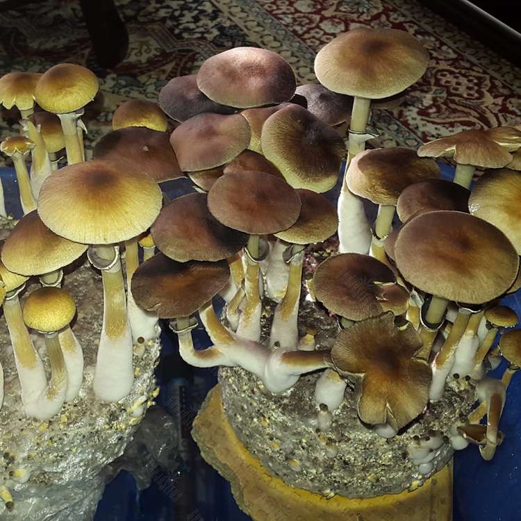Empreintes de champignons psilocybines à Paris Tapalpa