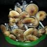Commander en ligne des empreintes de champignons psilocybines en France Tapalpa