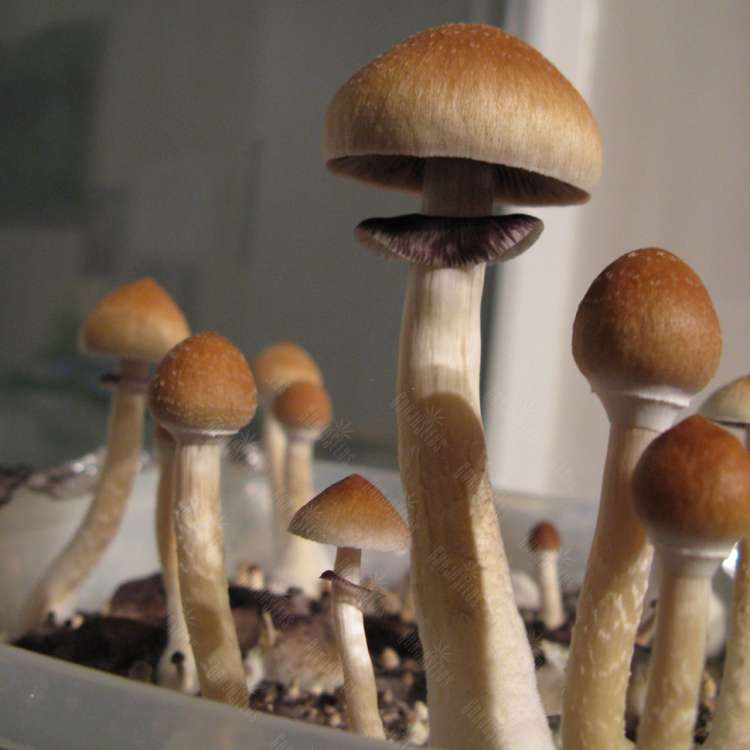 Acheter des empreintes de champignons psilocybines en France Hawaii