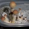 Acheter des empreintes de champignons psilocybines Hawaii
