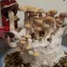 des empreintes de champignons psilocybines pas cher Hawaii