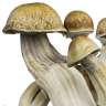 spores de champignons psilocybines Hawaii