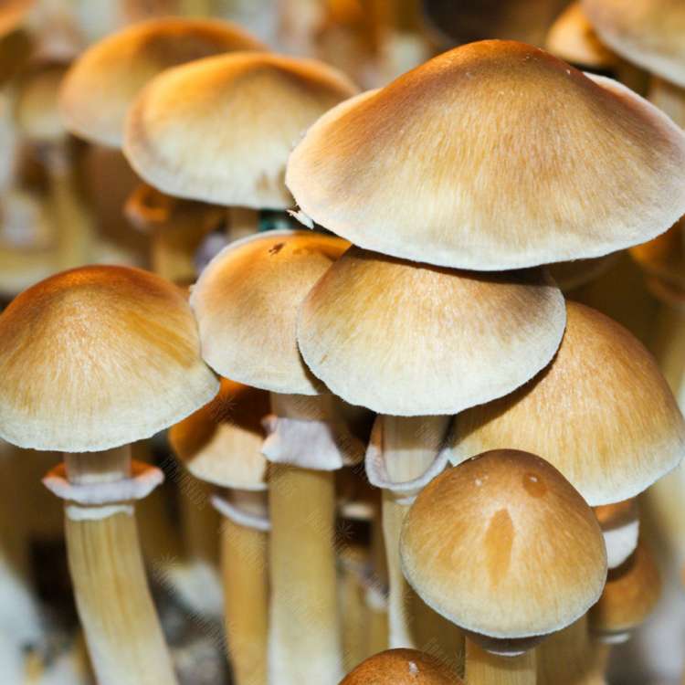 Empreintes de champignons psilocybines en France Mexico