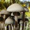 Acheter pas cher des empreintes de champignons psilocybines Panaeolus Tropicalis Acheter pas cher des empreintes de champignons psilocybines Panaeolus Tropicalis
